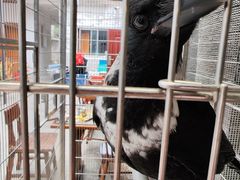 -观桥阁(锦溪店)