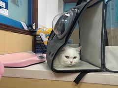 -宠颐生猫科·内科皮肤科(西平世纪城店)