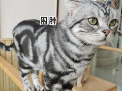 -Catmate·猫肥家润(金润铂宫店)
