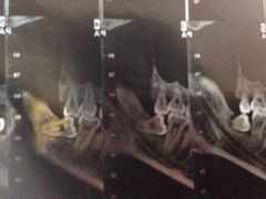 -上海市杨浦区牙病防治所