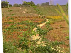 -紫颐香薰山谷景区