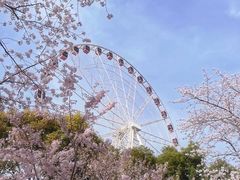 -顾村公园