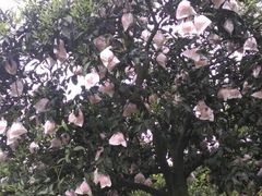 -樱桃山旅游景区