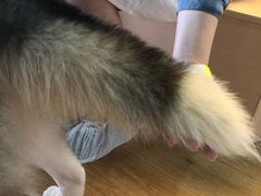 -Husky Go! 哈士奇体验馆·宠物咖啡厅狗咖