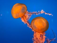 -太平洋海底世界