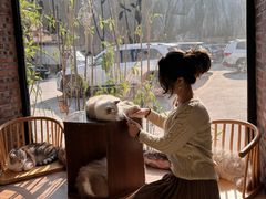 -豆逗聊愈猫阁Easy Life