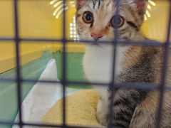 -宠物星动物医院·眼科·异宠·猫科(江南大道总院)