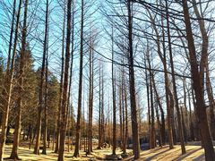 -白水寺森林公园