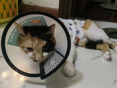 -爱妮康宠物医院·干细胞免疫细胞·肿瘤·心脏(张江店)