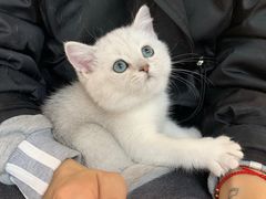 -lincat·猫舍(广州店)