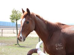 马儿，o(*≥▽≤)ツ┏━┓帅啊~-松声马术俱乐部