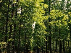 -黄海国家森林公园