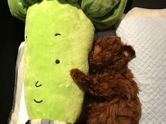 -中农大我爱我爱24h动物医院·中医针灸·猫专科·骨科医疗中心(双井店)