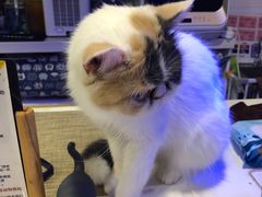 -平行世界·猫咖(首经贸店)