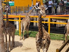 -西霞口神雕山野生动物世界