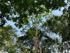 -中国科学院西双版纳热带植物园