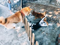 -柴犬高等学院·狗咖·柴犬售卖·宠物训练