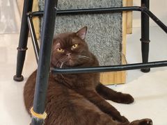 -平行世界·猫咖(首经贸店)