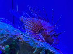 -上海海洋水族馆