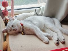 -贝利宠物医院·骨科·眼科·肿瘤转诊中心(南坪诊疗中心)
