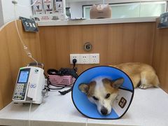 -联合动物医院(光谷诊疗中心)