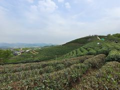 -龙坞茶村