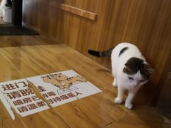 -喵园·猫主题咖啡厅·撸猫·猫咖(国贸店)