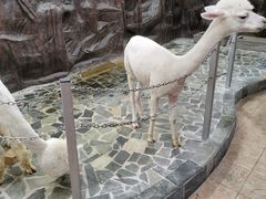 -上海大自然野生昆虫馆(东方明珠·爬宠昆虫探索中心)