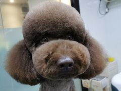 -创凡宠物医院·骨专科  猫科中心(西乡分院)