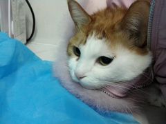 -纳吉亚猫专科动物诊疗中心(蒋宅口分院)
