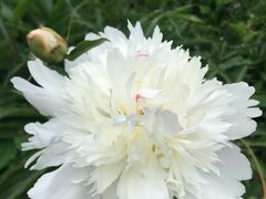 -沈阳植物园