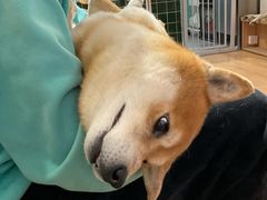 -是阿柴呀！柴犬咖啡·爱喵喵猫咖