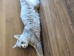 -猫岛主趣味餐厅(鼓浪屿店)