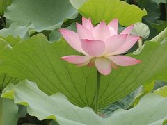 -荔湾湖公园