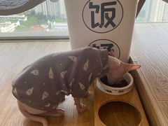 -猫小主咖啡·猫咖cat cafe(福田店)