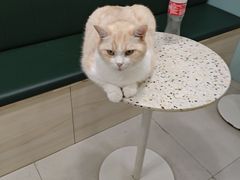 -安格丽娜·狗咖·猫咖羊驼咖(春熙路百盛商场店)