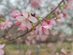 -天适樱花悠乐园