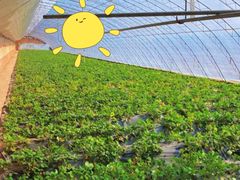 -甜心庄园·甜心草莓采摘园(西青中北店)