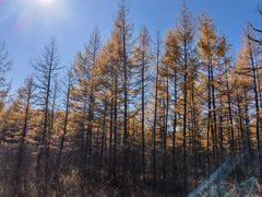 -莫尔道嘎国家森林公园