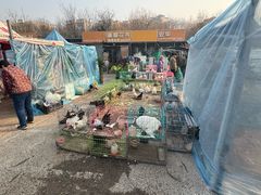 -中环花鸟鱼虫市场