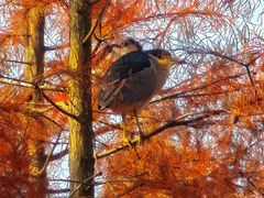 -白鹭湾湿地公园