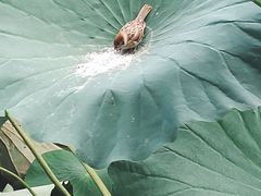 -萨莉亚意式餐厅(金隅嘉品mall店)