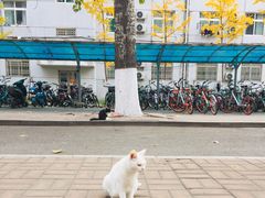 -山东大学(洪家楼校区)