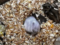 -双季花艺园艺市场(浦东店)