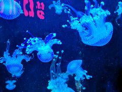 -梦幻海洋王国(吾悦广场张家港店)
