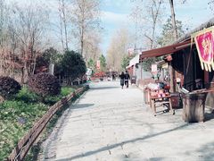 -合肥滨湖国家森林公园