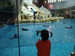 -帝企鹅自助餐厅•儿童岛•真企鹅(长隆企鹅酒店)