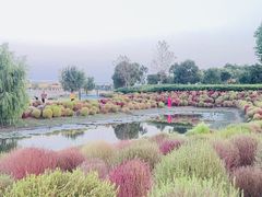 -春花秋色城市公园