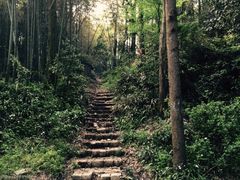 -龙井村