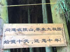 -武陵山森林公园